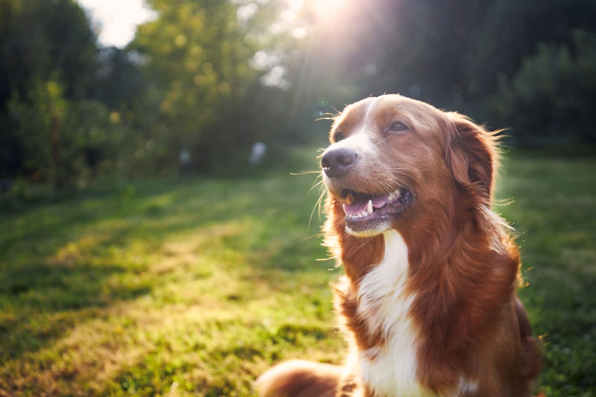 Hund vermisst in Konstanz — Erste Schritte & Tipps