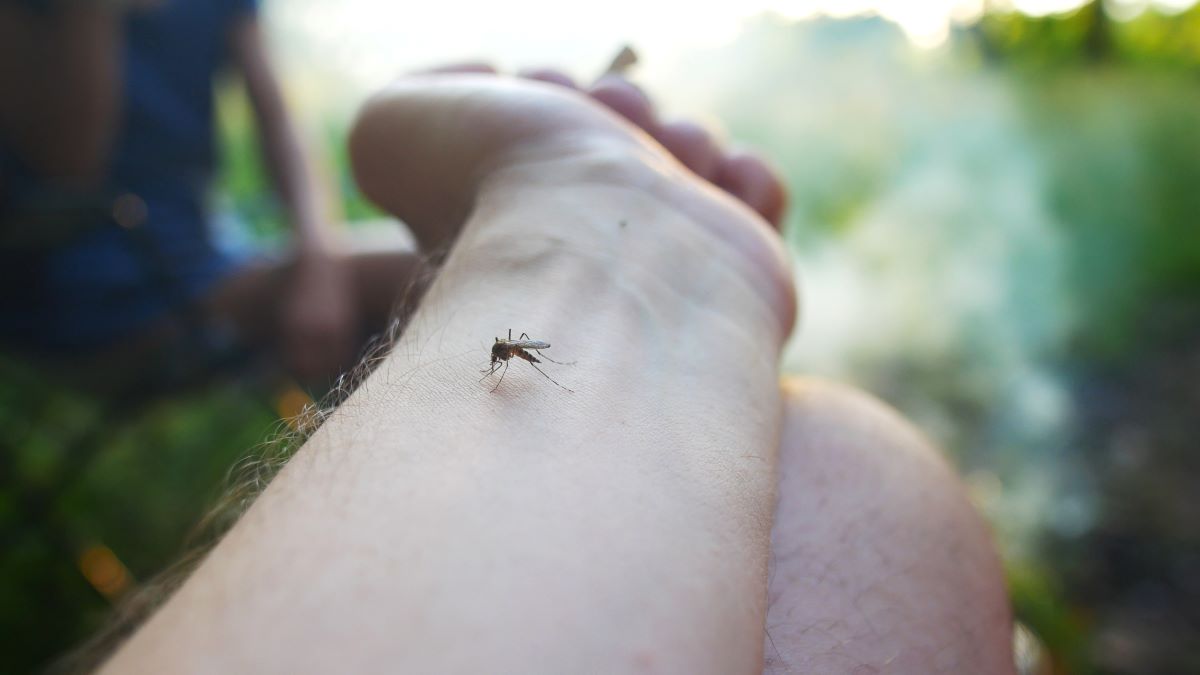 Insektenstiche in Konstanz: Erste Hilfe, richtige Reaktion u