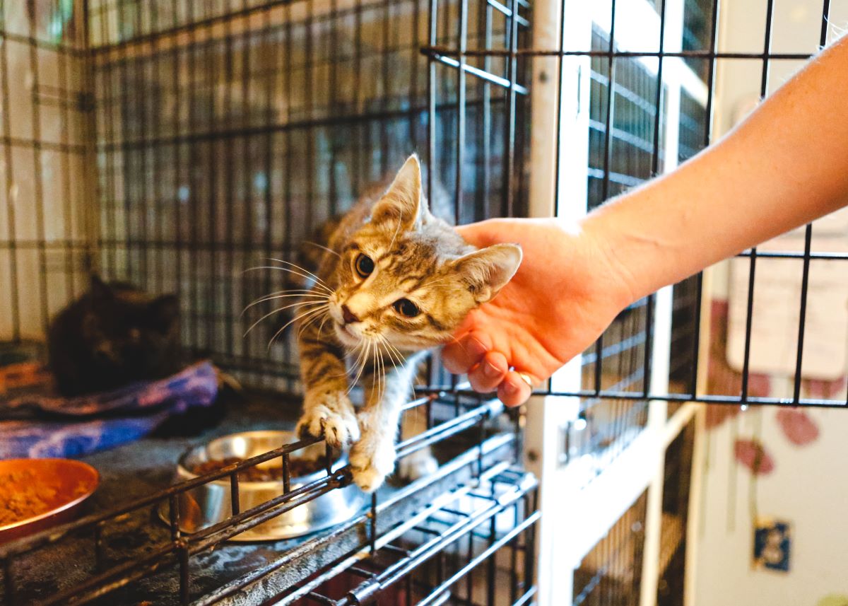 Katze mikrochippen in Konstanz – Warum der Chip wichtig ist