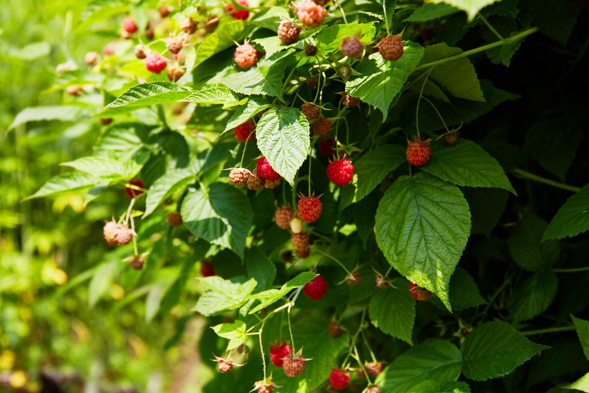Streuobstwiese mit Hecke einfrieden in Konstanz — was ist er