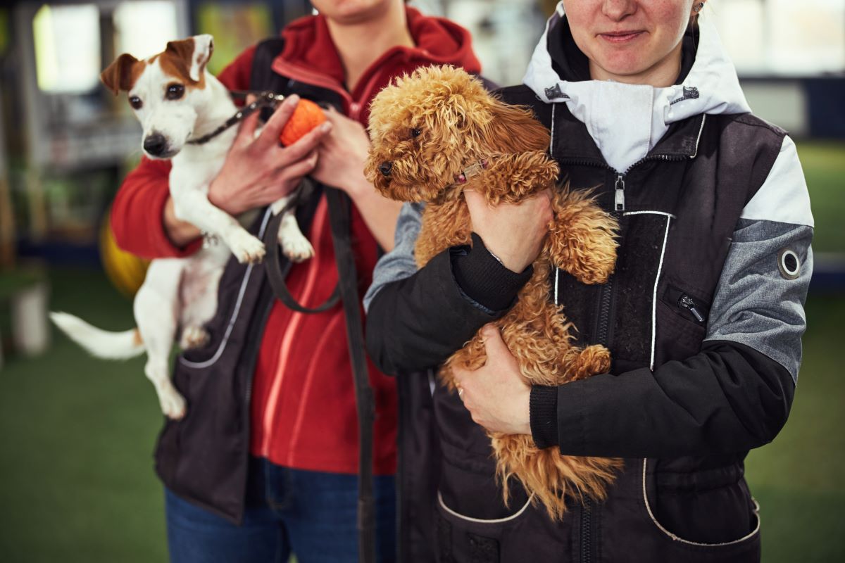 Tier adoptieren Konstanz: Tierheim statt Züchter